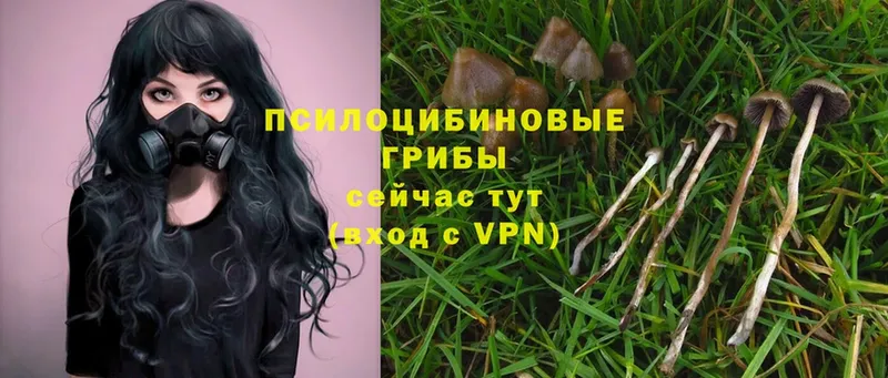 Галлюциногенные грибы Psilocybe  Бийск 